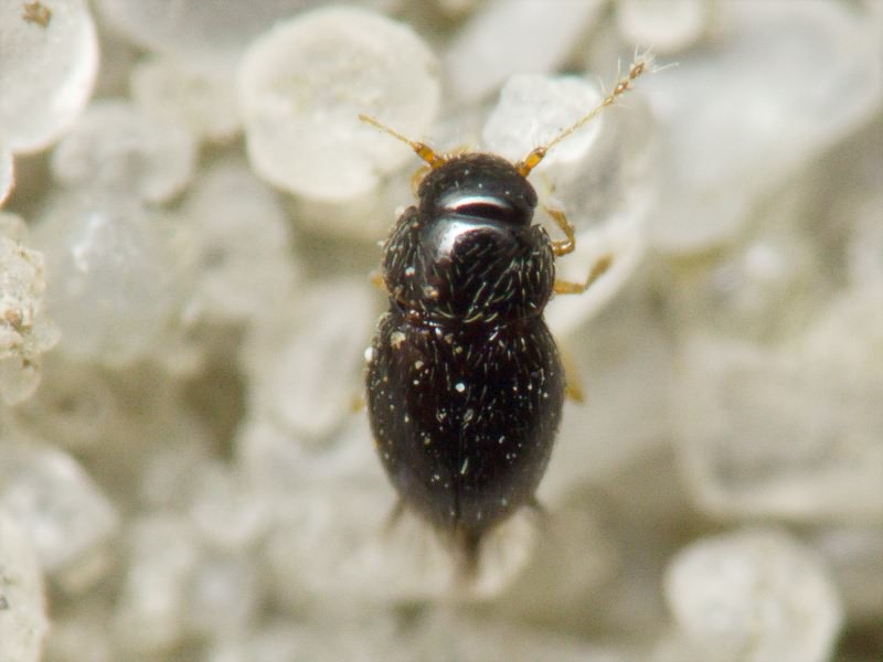 Ptenidium Erichson, 1845